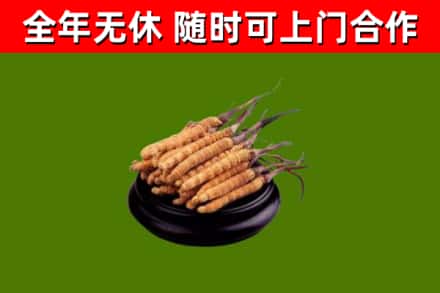 润州烟酒回收冬虫夏草.jpg